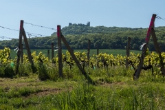 palava-2014-04